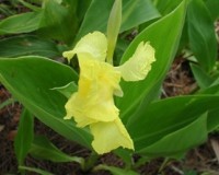 canna flaccida 2r.jpg